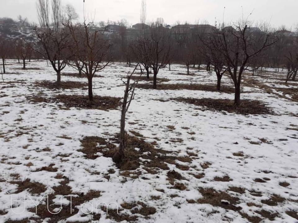 Այգի  Գառնիում