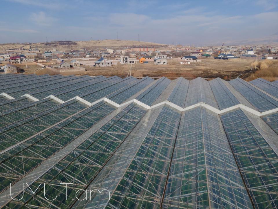 Վաճառվում է գործող ջերմոցներ Աբովյան Արամուս գյուղ տանող ճանապարհի վրա մակերես 1,5 հեկտար որտեղ մշակվում է շուկայում հայտնի բարձրորակ լոլիկ պոմիդոր
