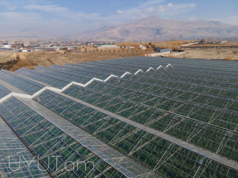 Վաճառվում է գործող ջերմոցներ Աբովյան Արամուս գյուղ տանող ճանապարհի վրա մակերես 1,5 հեկտար որտեղ մշակվում է շուկայում հայտնի բարձրորակ լոլիկ պոմիդոր