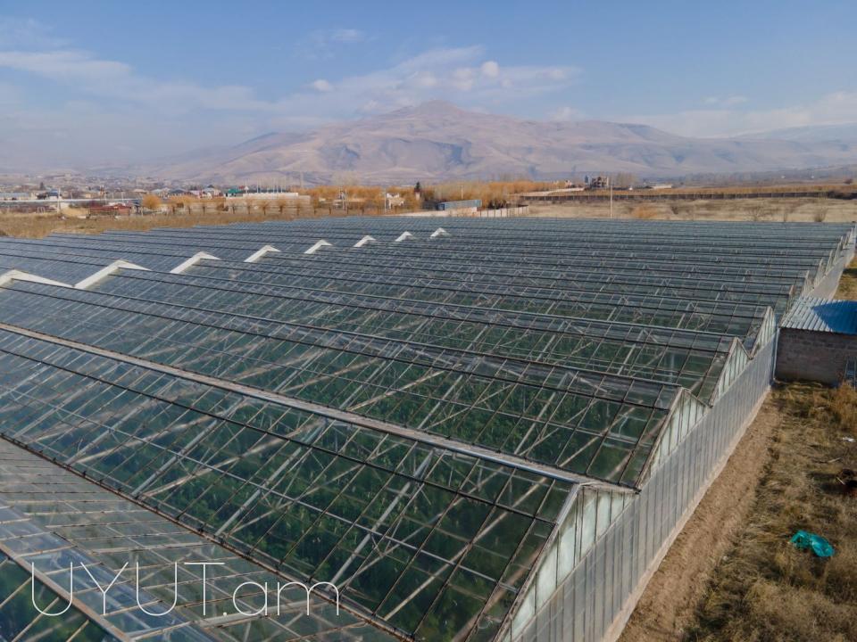 Վաճառվում է գործող ջերմոցներ Աբովյան Արամուս գյուղ տանող ճանապարհի վրա մակերես 1,5 հեկտար որտեղ մշակվում է շուկայում հայտնի բարձրորակ լոլիկ պոմիդոր