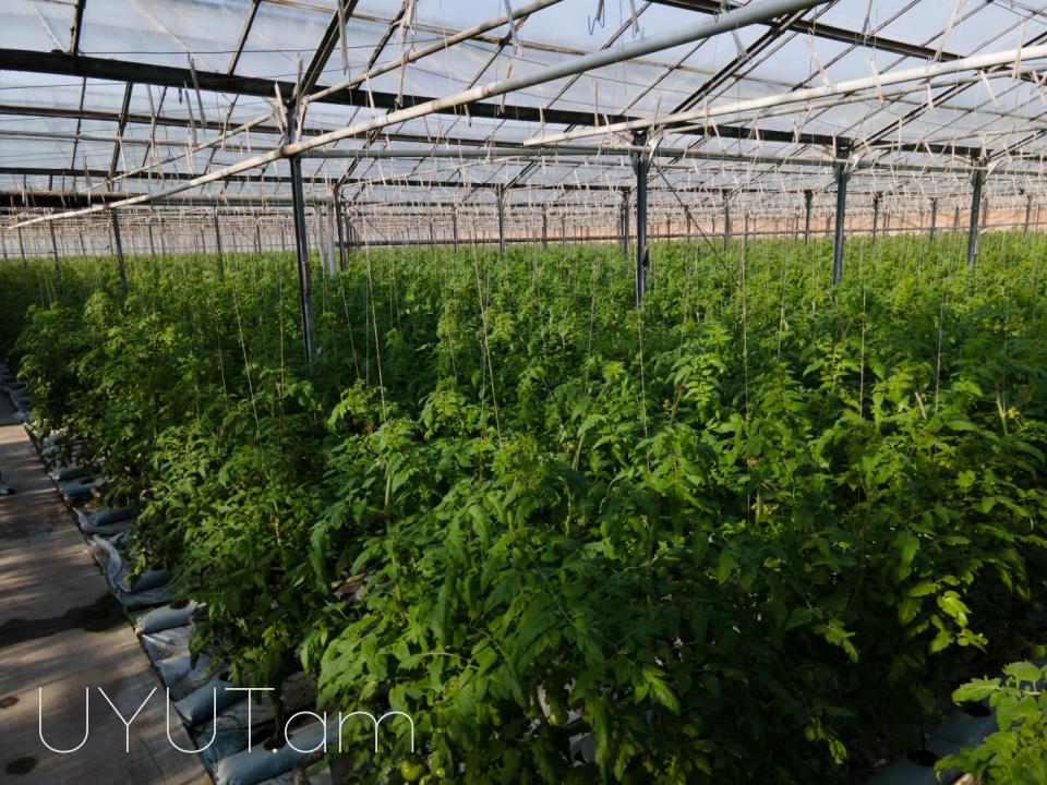 Վաճառվում է գործող ջերմոցներ Աբովյան Արամուս գյուղ տանող ճանապարհի վրա մակերես 1,5 հեկտար որտեղ մշակվում է շուկայում հայտնի բարձրորակ լոլիկ պոմիդոր
