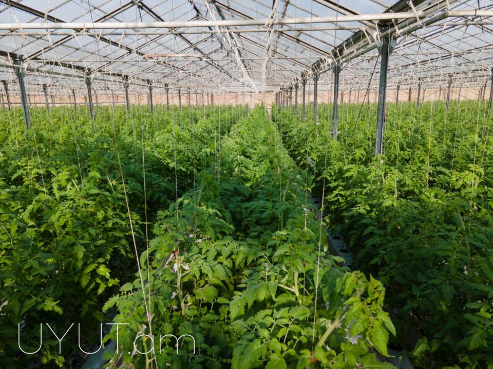 Վաճառվում է գործող ջերմոցներ Աբովյան Արամուս գյուղ տանող ճանապարհի վրա մակերես 1,5 հեկտար որտեղ մշակվում է շուկայում հայտնի բարձրորակ լոլիկ պոմիդոր