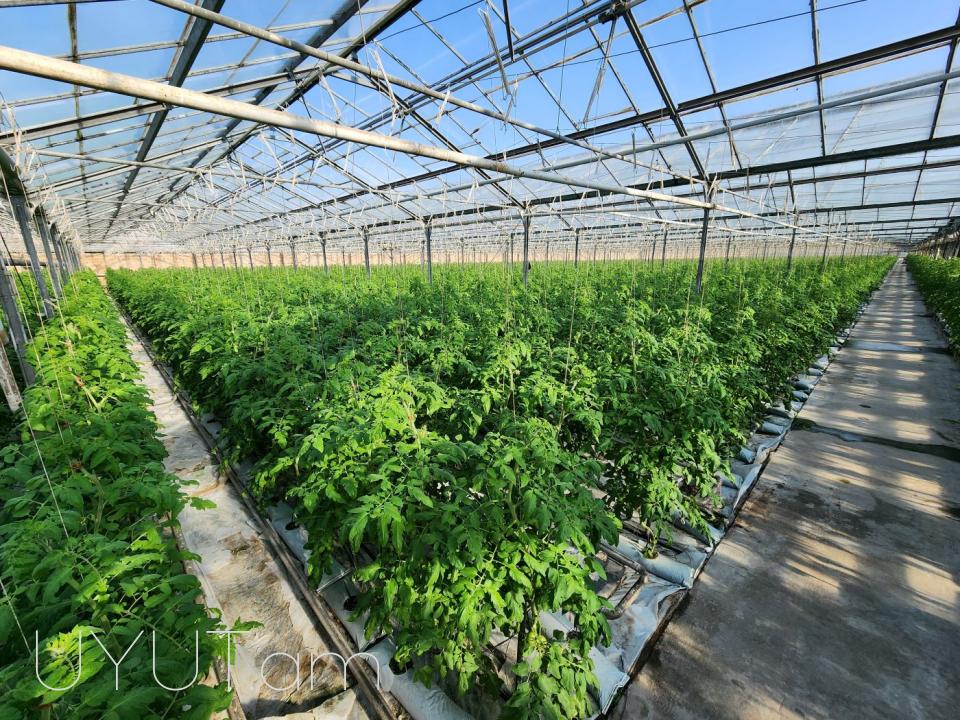 Վաճառվում է գործող ջերմոցներ Աբովյան Արամուս գյուղ տանող ճանապարհի վրա մակերես 1,5 հեկտար որտեղ մշակվում է շուկայում հայտնի բարձրորակ լոլիկ պոմիդոր