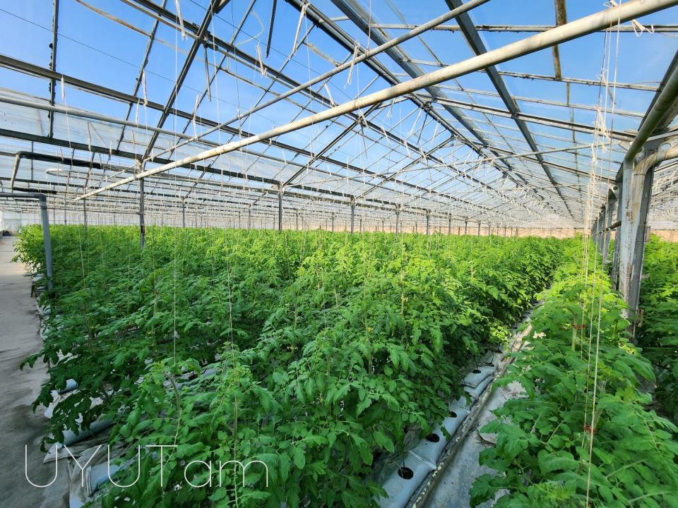 Վաճառվում է գործող ջերմոցներ Աբովյան Արամուս գյուղ տանող ճանապարհի վրա մակերես 1,5 հեկտար որտեղ մշակվում է շուկայում հայտնի բարձրորակ լոլիկ պոմիդոր