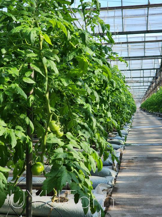 Վաճառվում է գործող ջերմոցներ Աբովյան Արամուս գյուղ տանող ճանապարհի վրա մակերես 1,5 հեկտար որտեղ մշակվում է շուկայում հայտնի բարձրորակ լոլիկ պոմիդոր