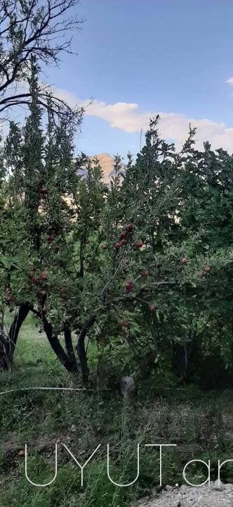 Առանձնատուն